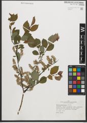 Foto von Salix starkeana Willd.